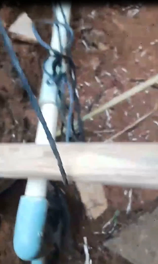 1 ปีมีเพียงครั้งเดียว!!ชาวบ้านเก็บแมงมัน ราคาสูงกก.ละ 500-2,000 บาท