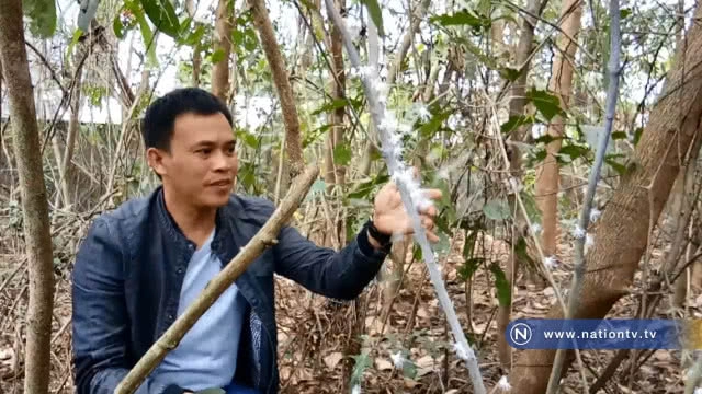 แปลก! พบเพลี้ยข้าวตอก แตก  ขนปกปุย หาดูยาก