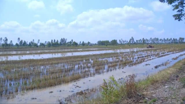 เตรียมทำนา หลังมีฝนจากพายุฤดูร้อน