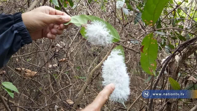 แปลก! พบเพลี้ยข้าวตอก แตก  ขนปกปุย หาดูยาก