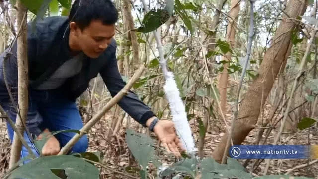 แปลก! พบเพลี้ยข้าวตอก แตก  ขนปกปุย หาดูยาก