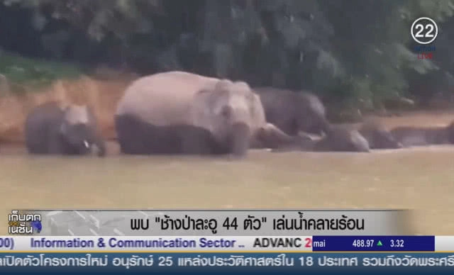 (คลิปข่าว) พบช้างป่าละอู 44 ตัว เล่นน้ำคลายร้อน