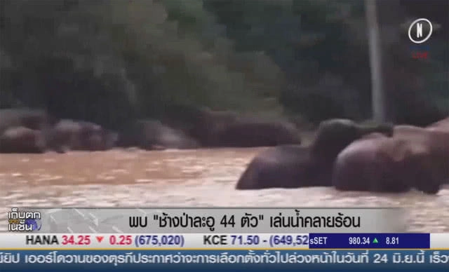 (คลิปข่าว) พบช้างป่าละอู 44 ตัว เล่นน้ำคลายร้อน
