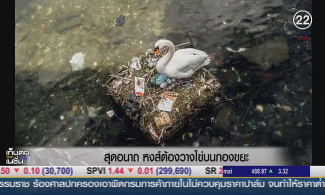 (คลิปข่าว) สุดอนาถ หงส์ต้องวางไข่บนกองขยะ