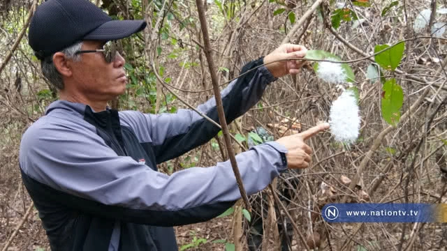 แปลก! พบเพลี้ยข้าวตอก แตก  ขนปกปุย หาดูยาก
