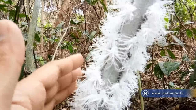 แปลก! พบเพลี้ยข้าวตอก แตก  ขนปกปุย หาดูยาก