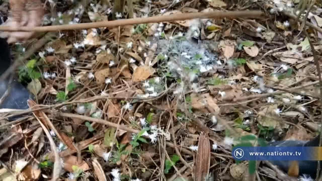 แปลก! พบเพลี้ยข้าวตอก แตก  ขนปกปุย หาดูยาก