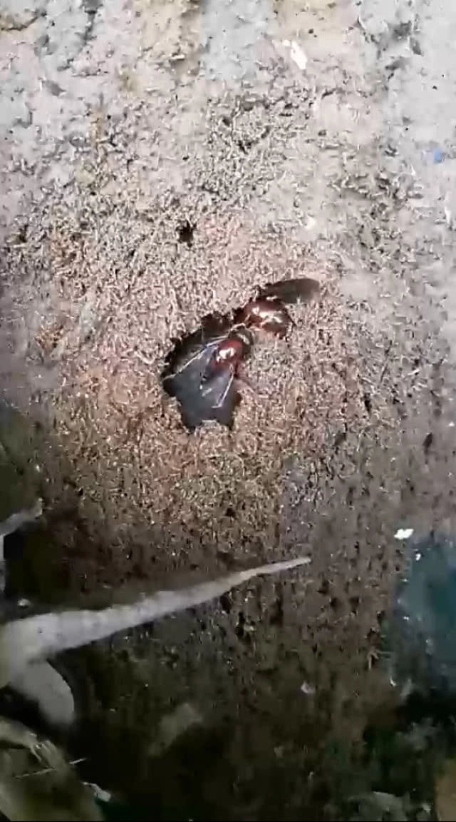 1 ปีมีเพียงครั้งเดียว!!ชาวบ้านเก็บแมงมัน ราคาสูงกก.ละ 500-2,000 บาท