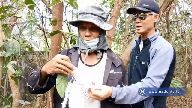 แปลก! พบเพลี้ยข้าวตอก แตก  ขนปกปุย หาดูยาก
