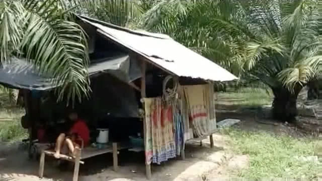 วอนช่วยเหลือ! เด็ก 9 ขวบ ไร้ที่พัก ต้องขออาศัยกระท่อมข้างสวนปาล์มอยู่กับพ่อ-ย่าวัย 77 ปี(คลิป)