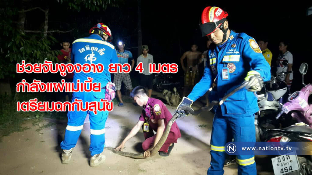 กู้ภัยช่วยจับงูจงอางยาว 4 เมตร กำลังแผ่แม่เบี้ยเตรียมฉกกับสุนัข กู้ภัยช่วยจับงูจงอางยาว 4 เมตร กำลังแผ่แม่เบี้ยเตรียมฉกกับสุนัข