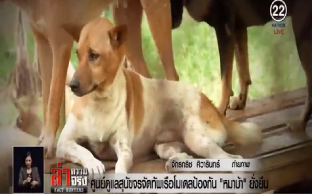 ศูนย์ดูแลสุนัขจรจัดทัพเรือ โมเดลป้องกัน "หมาบ้า" ยั่งยืน