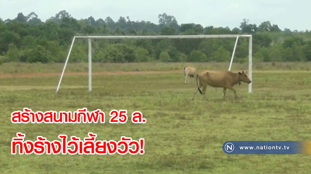 ผอ.กก.ตรัง แจง! สร้างสนามกีฬางบ 25 ล. ทิ้งร้างไว้เลี้ยงวัว(คลิป)