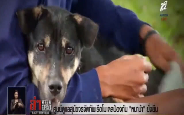 ศูนย์ดูแลสุนัขจรจัดทัพเรือ โมเดลป้องกัน "หมาบ้า" ยั่งยืน