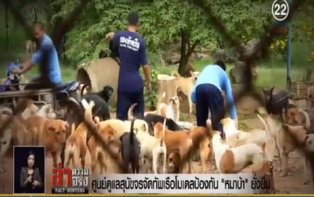 ศูนย์ดูแลสุนัขจรจัดทัพเรือ โมเดลป้องกัน "หมาบ้า" ยั่งยืน