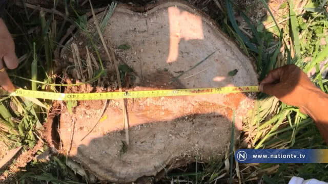 ปิดล้อมจับยึดไม้พะยูงมูลค่านับล้าน และผู้ต้องหา 2 คน