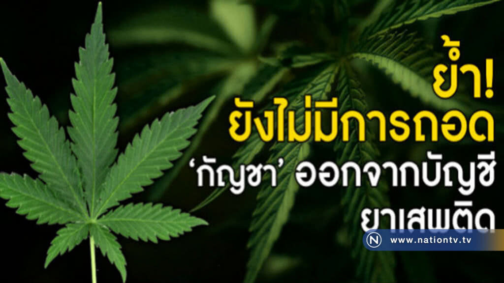ย้ำ! ยังไม่มีการถอด "กัญชา" ออกจากบัญชียาเสพติด ย้ำ! ยังไม่มีการถอด "กัญชา" ออกจากบัญชียาเสพติด