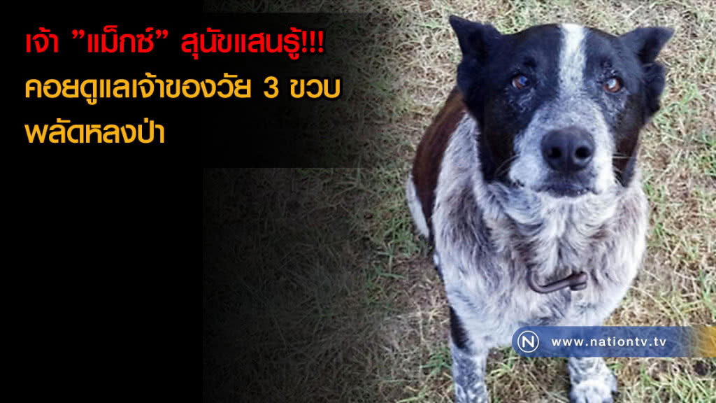 ยกย่องวีรกรรมหมาแสนรู้!!! เฝ้าเจ้าของวัย 3 ขวบขณะหลงป่า ซ้ำช่วยนำคณะค้นหาได้อย่างปลอดภัย