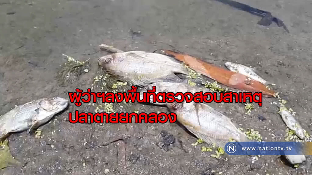 ผู้ว่าฯลงพื้นที่ตรวจสอบสาเหตุปลาตายยกคลองแก้ไขภายใน 3 วัน ผู้ว่าฯลงพื้นที่ตรวจสอบสาเหตุปลาตายยกคลองแก้ไขภายใน 3 วัน