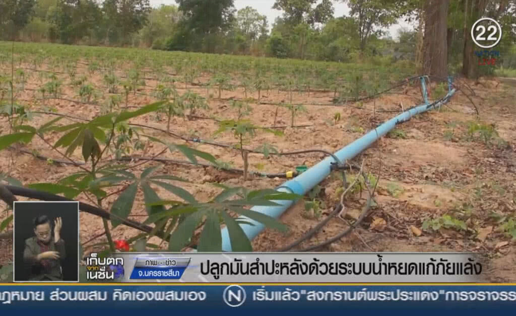 (คลิปข่าว) ปลูกมันสำปะหลัง ด้วยระบบน้ำหยดแก้ปัญหาภัยแล้ง (คลิปข่าว) ปลูกมันสำปะหลัง ด้วยระบบน้ำหยดแก้ปัญหาภัยแล้ง