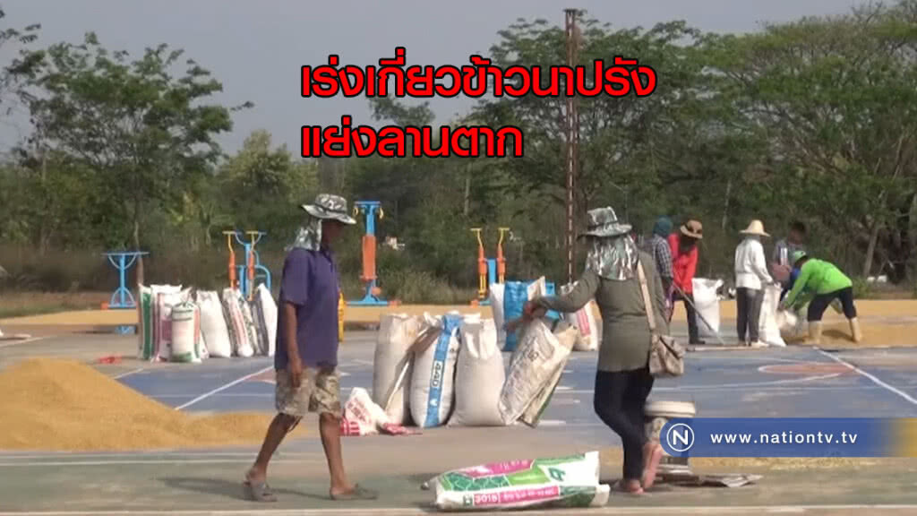 เร่งเกี่ยวข้าวนาปรังแย่งลานตาก