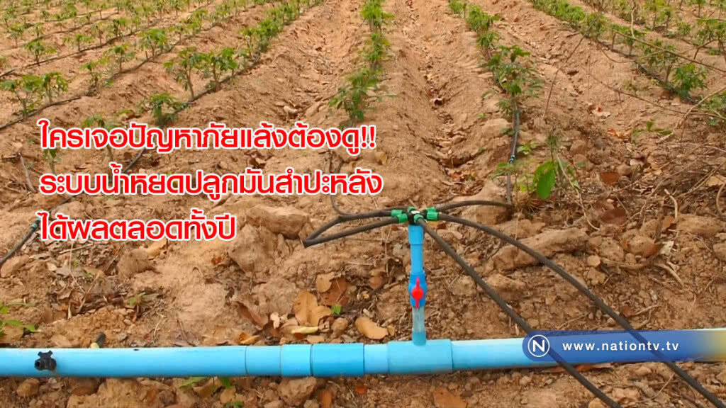 ใครเจอปัญหาภัยแล้งต้องดู!! ระบบน้ำหยดปลูกมันสำปะหลังได้ผลตลอดทั้งปี