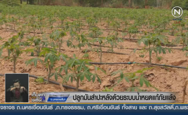 (คลิปข่าว) ปลูกมันสำปะหลัง ด้วยระบบน้ำหยดแก้ปัญหาภัยแล้ง