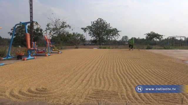 เร่งเกี่ยวข้าวนาปรังแย่งลานตาก