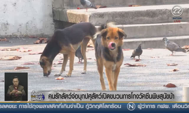 (คลิปข่าว) คนรักสัตว์จ่อบุกกรมปศุสัตว์ เปิดขบวนการโกงวัคซีนพิษสุนัขบ้า