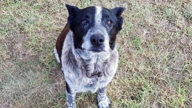 ยกย่องวีรกรรมหมาแสนรู้!!! เฝ้าเจ้าของวัย 3 ขวบขณะหลงป่า ซ้ำช่วยนำคณะค้นหาได้อย่างปลอดภัย