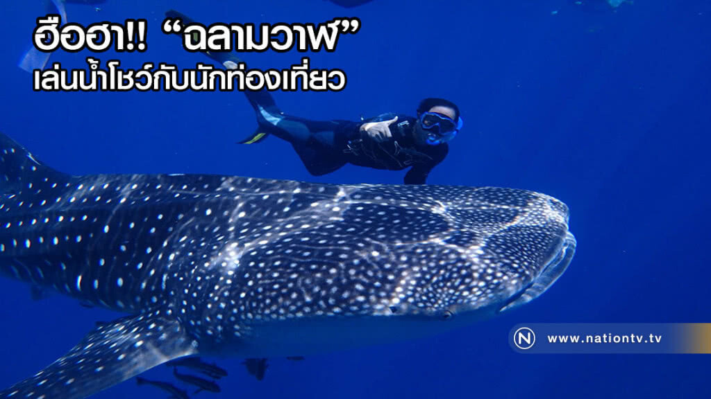 "ฉลามวาฬ" เล่นน้ำโชว์กับนักท่องเที่ยว