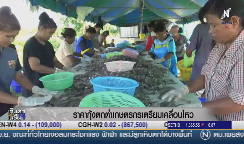 (คลิปข่าว) ราคากุ้งตกต่ำ เกษตรกรเตรียมเคลื่อนไหว (คลิปข่าว) ราคากุ้งตกต่ำ เกษตรกรเตรียมเคลื่อนไหว