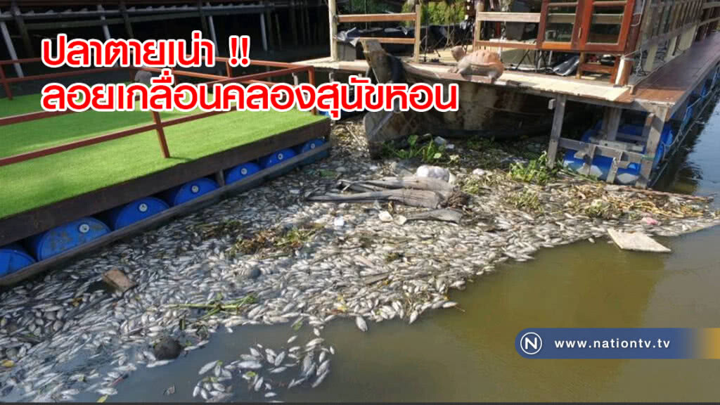 ปลาตายเน่า !! ลอยเกลื่อนคลองสุนัขหอน ปลาตายเน่า !! ลอยเกลื่อนคลองสุนัขหอน