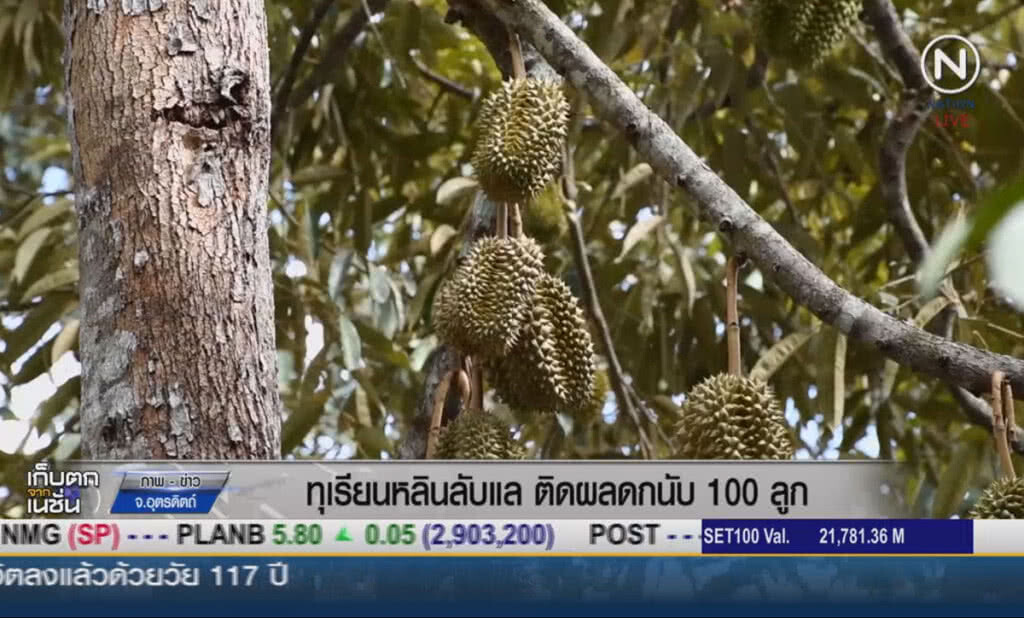(คลิปข่าว) ทุเรียนหลินลับแล ติดผลดกนับ 100 ลูก (คลิปข่าว) ทุเรียนหลินลับแล ติดผลดกนับ 100 ลูก