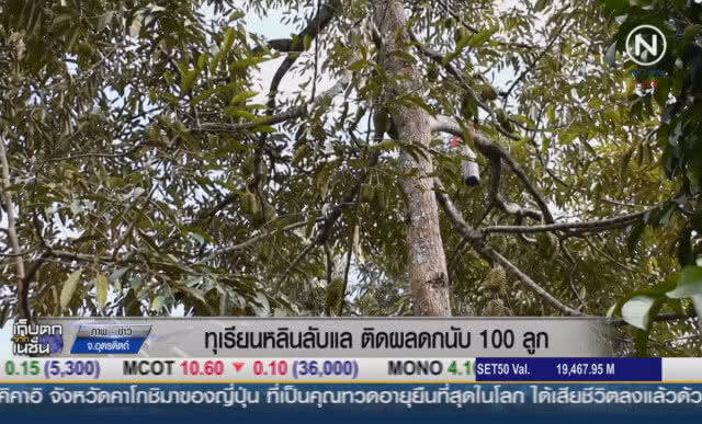 (คลิปข่าว) ทุเรียนหลินลับแล ติดผลดกนับ 100 ลูก
