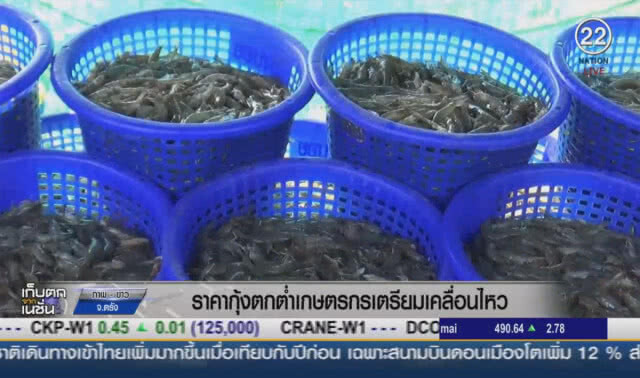 (คลิปข่าว) ราคากุ้งตกต่ำ เกษตรกรเตรียมเคลื่อนไหว