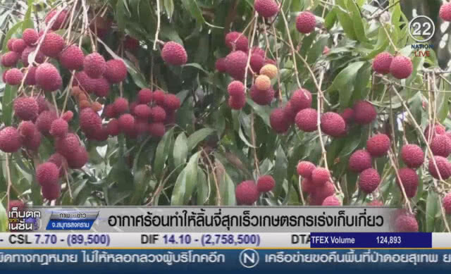 (คลิปข่าว) อากาศร้อนทำให้ลิ้นจี่สุกเร็ว เกษตรกรเร่งเก็บเกี่ยว