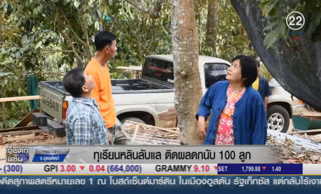 (คลิปข่าว) ทุเรียนหลินลับแล ติดผลดกนับ 100 ลูก