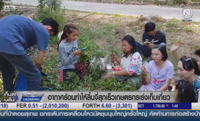 (คลิปข่าว) อากาศร้อนทำให้ลิ้นจี่สุกเร็ว เกษตรกรเร่งเก็บเกี่ยว