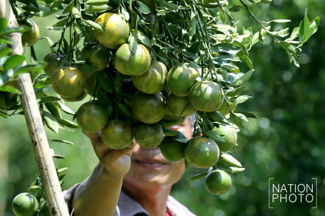 ฟื้น "ส้มโชกุน" เบตง เตรียมรับสามเหลี่ยมเศรษฐกิจมั่นคงมั่งคั่งยั่งยืน