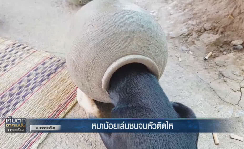 (คลิปข่าว) หัวหมาน้อยติดไหปลาร้า พึ่งกู้ภัยช่วยเอาออก (คลิปข่าว) หัวหมาน้อยติดไหปลาร้า พึ่งกู้ภัยช่วยเอาออก