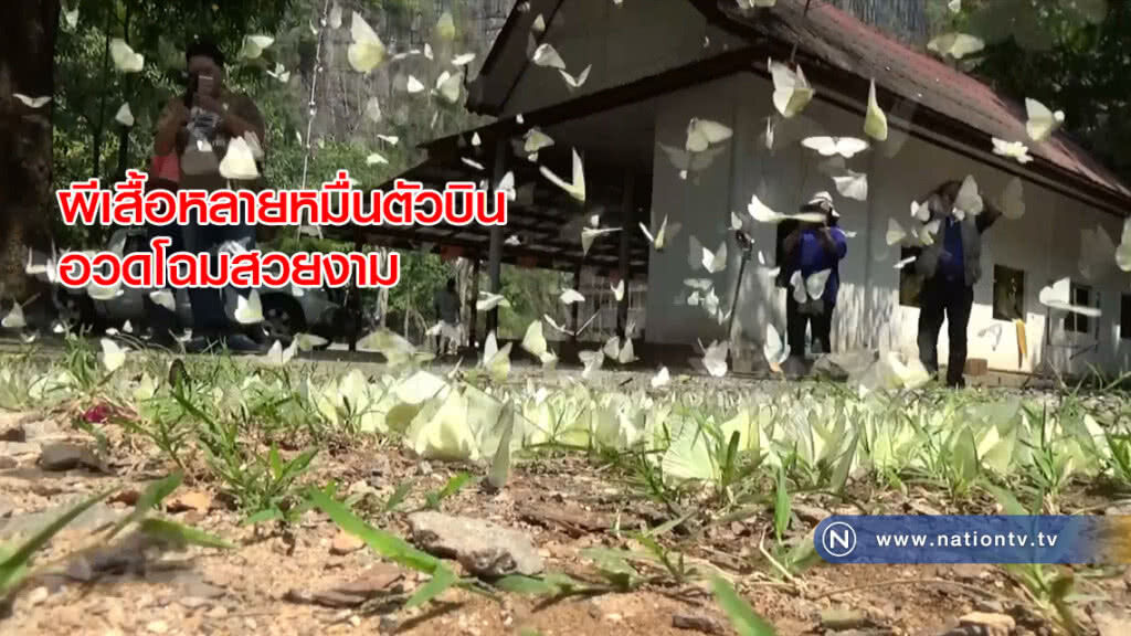 ผีเสื้อหลายหมื่นตัวบินอวดโฉมสวยงามที่บ้านมุง อ.เนินมะปราง
