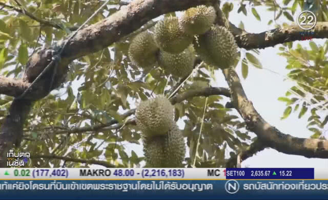 (คลิปข่าว) พาณิชย์ปลื้ม ยอดซื้อทุเรียนผ่าน "อาลีบาบา"