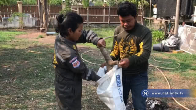 กู้ภัยช่วยจับตัวเงินตัวทองวิ่งเล่นสนามข้างบ้าน