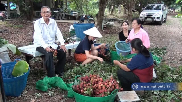 สวนคึกคักลิ้นจี่อุบลตลาด "พุ่งหลังเปิดขายออนไลน์"