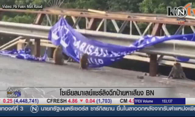 (คลิปข่าว)  โซเชียลมาเลย์แชร์ลิงฉีกป้ายหาเสียง BN