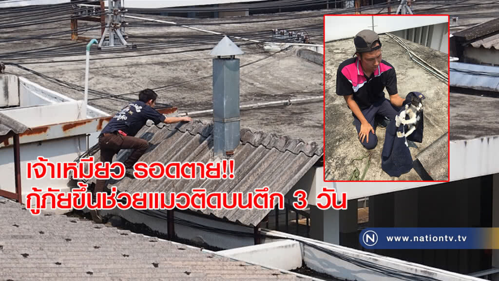 เจ้าเหมียว รอดตาย!! กู้ภัยขึ้นช่วยแมวติดบนตึก รพ.เชียงคำ 3 วัน เจ้าเหมียว รอดตาย!! กู้ภัยขึ้นช่วยแมวติดบนตึก รพ.เชียงคำ 3 วัน