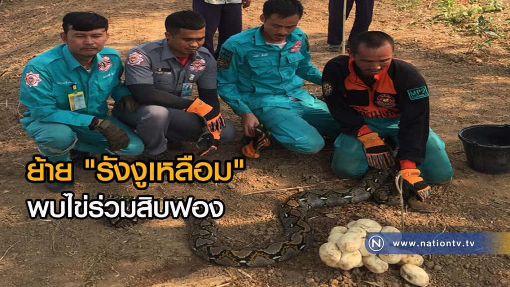 กู้ภัยช่วยย้ายรังงูเหลือมมีไข่ร่วมสิบฟอง กู้ภัยช่วยย้ายรังงูเหลือมมีไข่ร่วมสิบฟอง