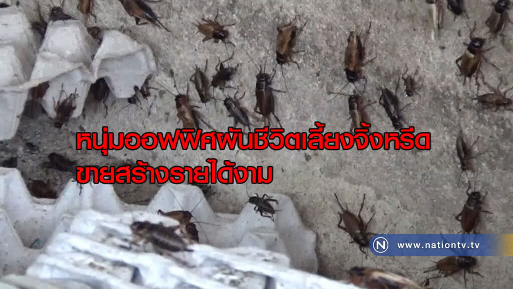 หนุ่มออฟฟิศผันชีวิตเลี้ยงจิ้งหรีด ขายสร้างรายได้งาม