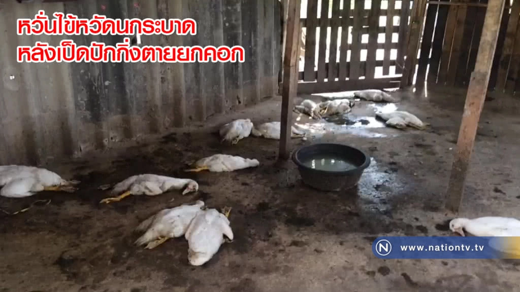 ชาวบ้านผวา !! หวั่นไข้หวัดนกระบาดหลังเป็ดปักกิ่งตายยกคอก